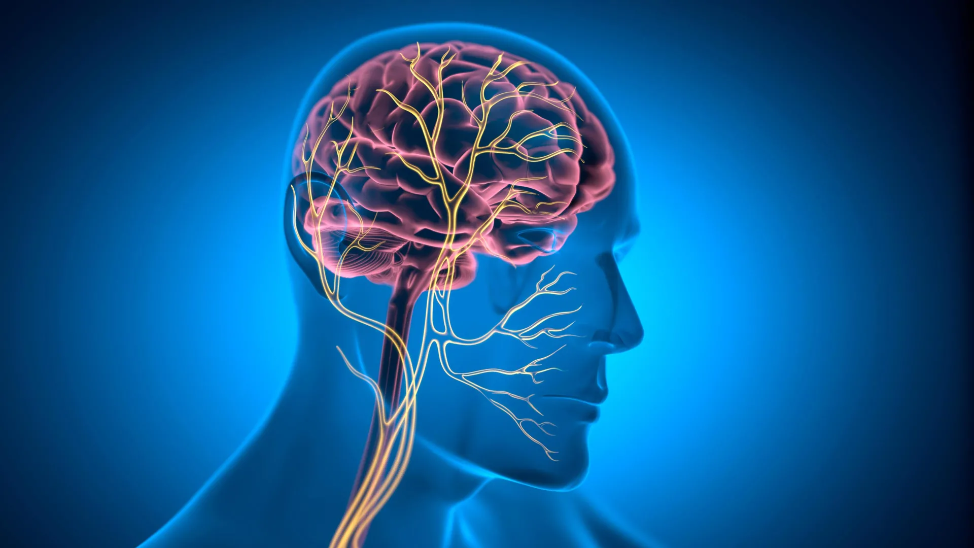 Unlocking Cardiac Longevity: The Vagus Nerve’s Unexpected Role in Preserving Heart Health