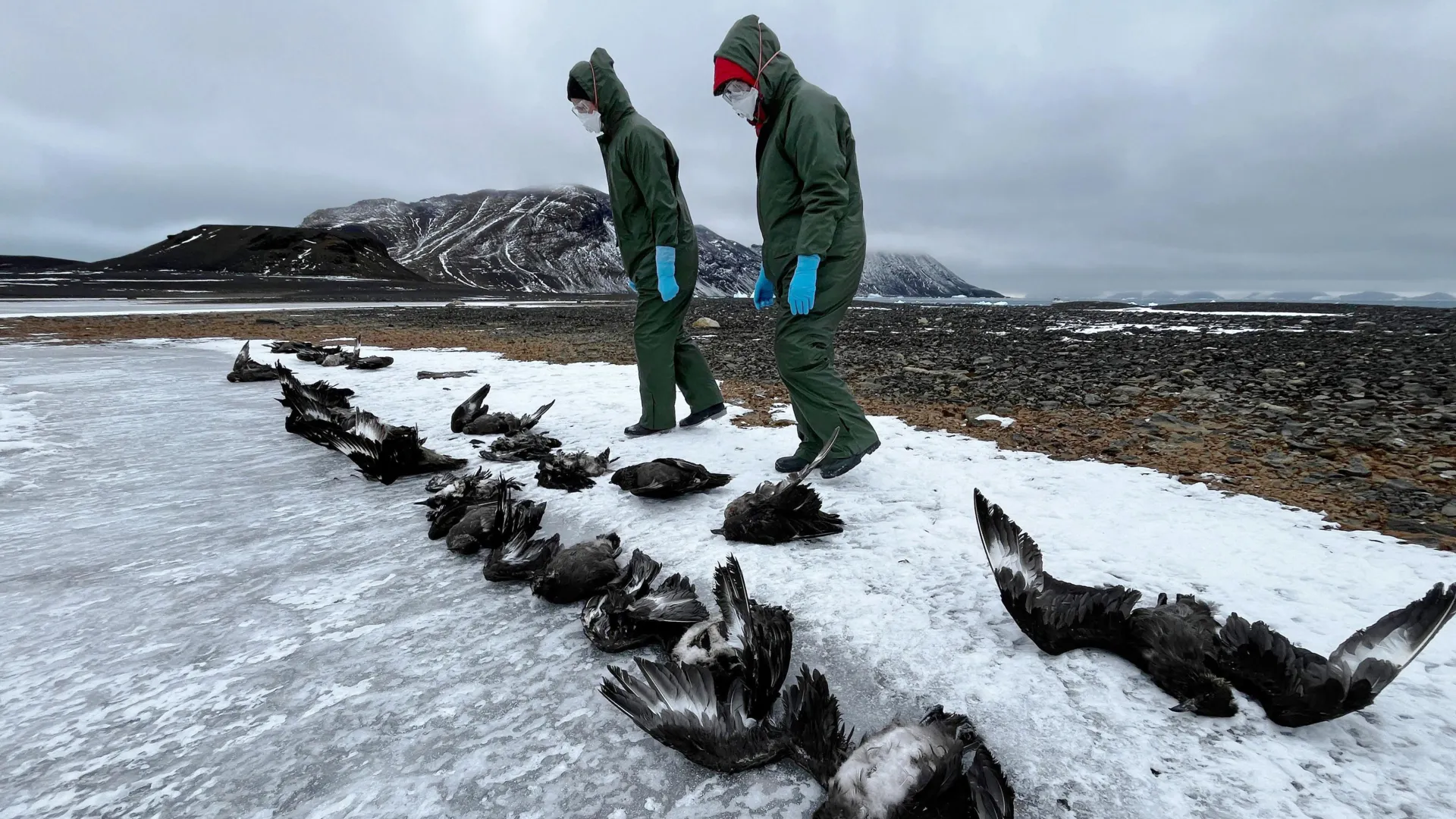 Antarctica Confronts First Major Wildlife Mortality Event as H5N1 Avian Influenza Claims Over Fifty Skuas