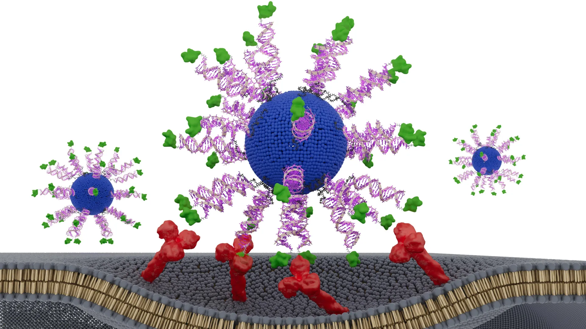 Nanoscale Architecture Directs Immune Systems to Eradicate HPV-Associated Tumors