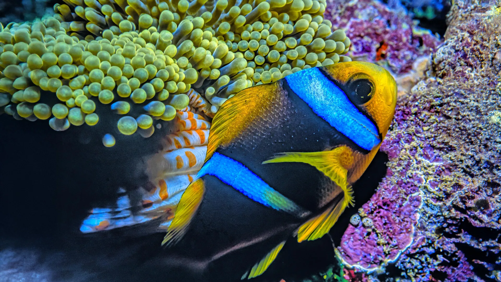 Ubiquitous Plastic Contamination Threatens Remote Pacific Ecosystems and Food Security