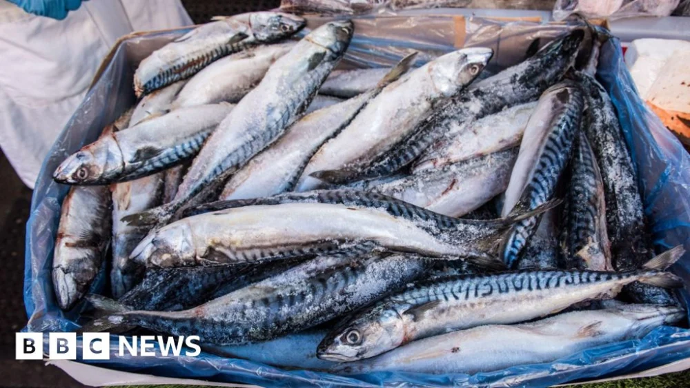 Waitrose Halts Mackerel Sales Amid Mounting Concerns Over North Atlantic Stock Depletion