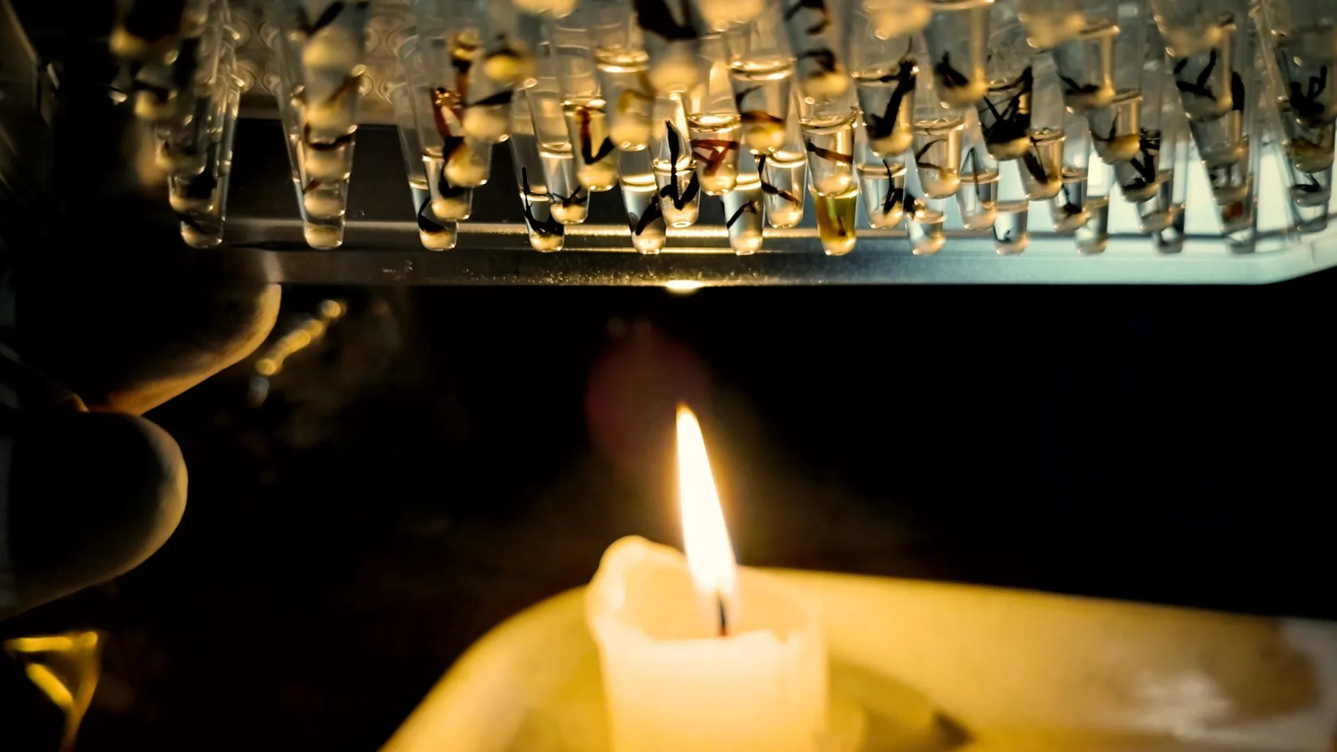 Amazon’s Arthropod Abundance Under Threat: Half of Insect Species Face Imminent Heat Stress Crisis