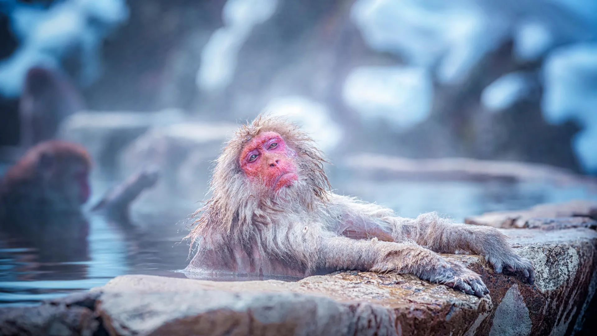 Beyond Warmth: How Geothermal Soaks Reshape the Macaque Holobiont