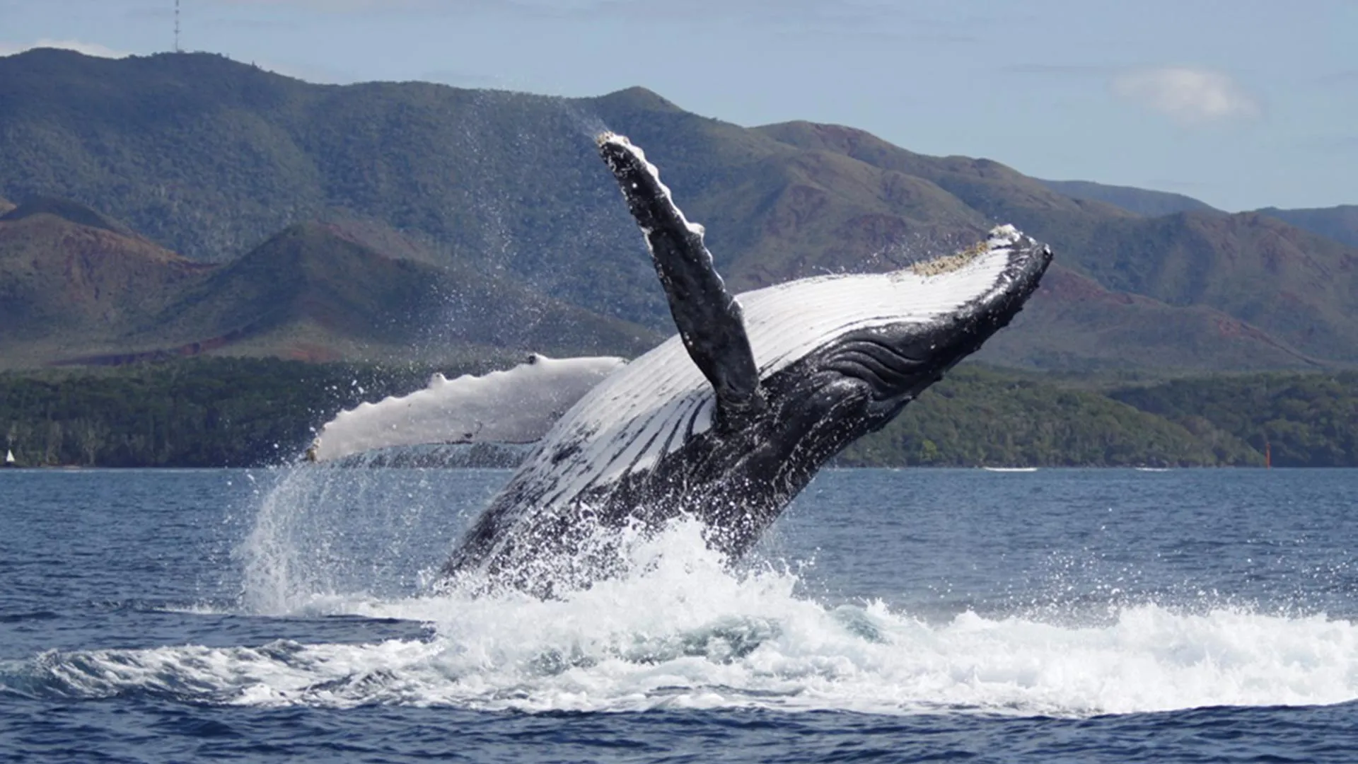 Demographic Resurgence Reshapes Reproductive Dynamics in Recovering Humpback Whale Populations