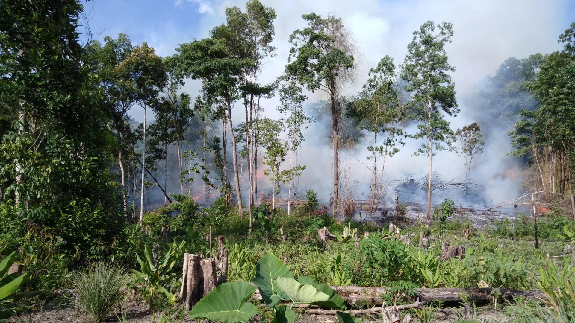 Global Carbon Security Imperiled: Tropical Peatland Incineration Hits Two-Millennia Peak
