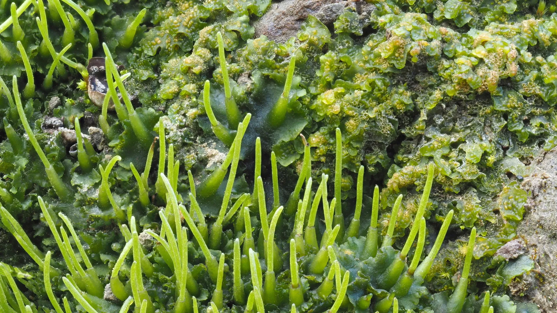 Harnessing Hornwort’s Hidden Power: A Molecular Key to Unlocking Enhanced Crop Productivity