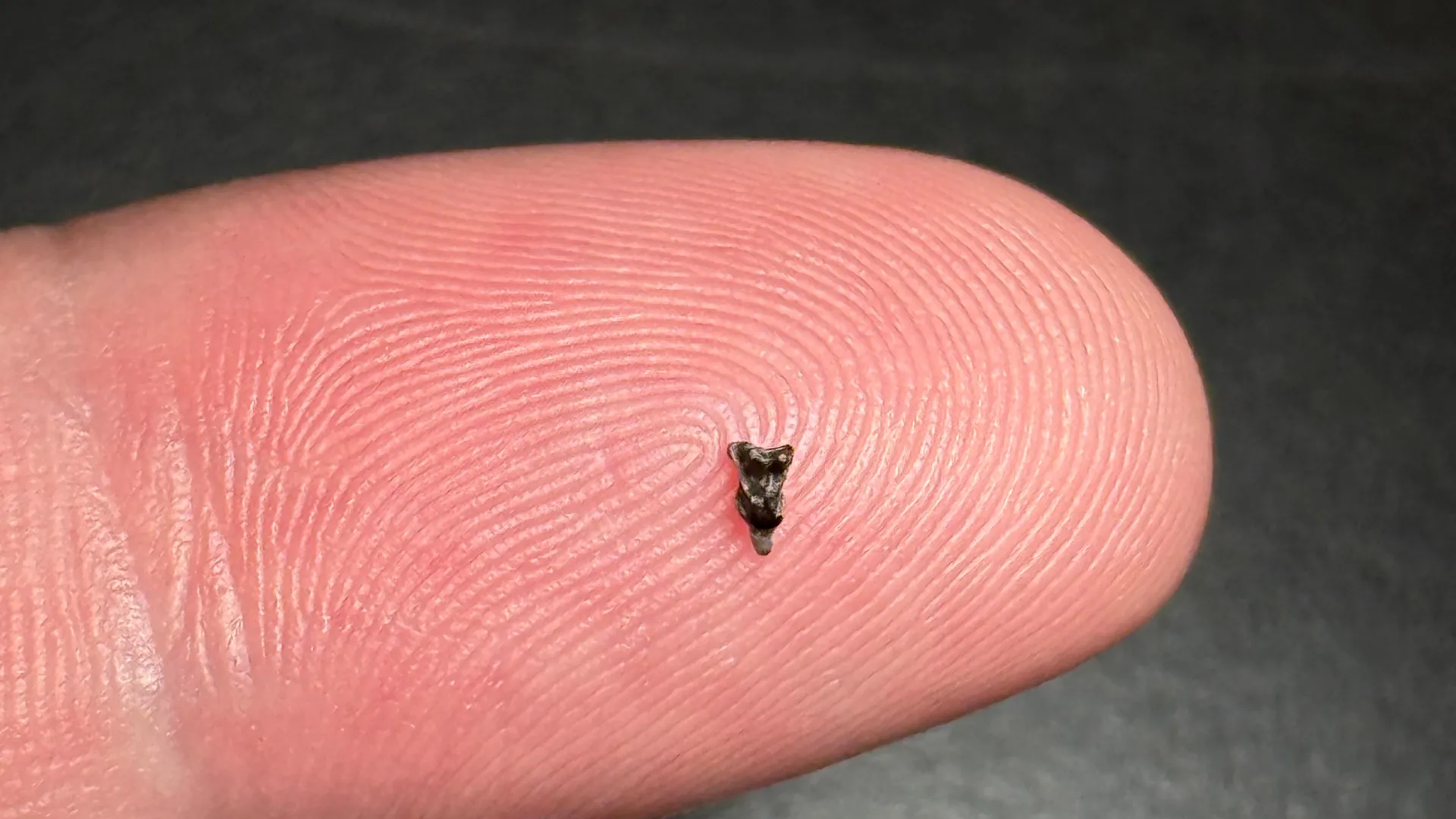 Minute Fossils Illuminate Southern Origins of Primate Ancestry in Post-Extinction World