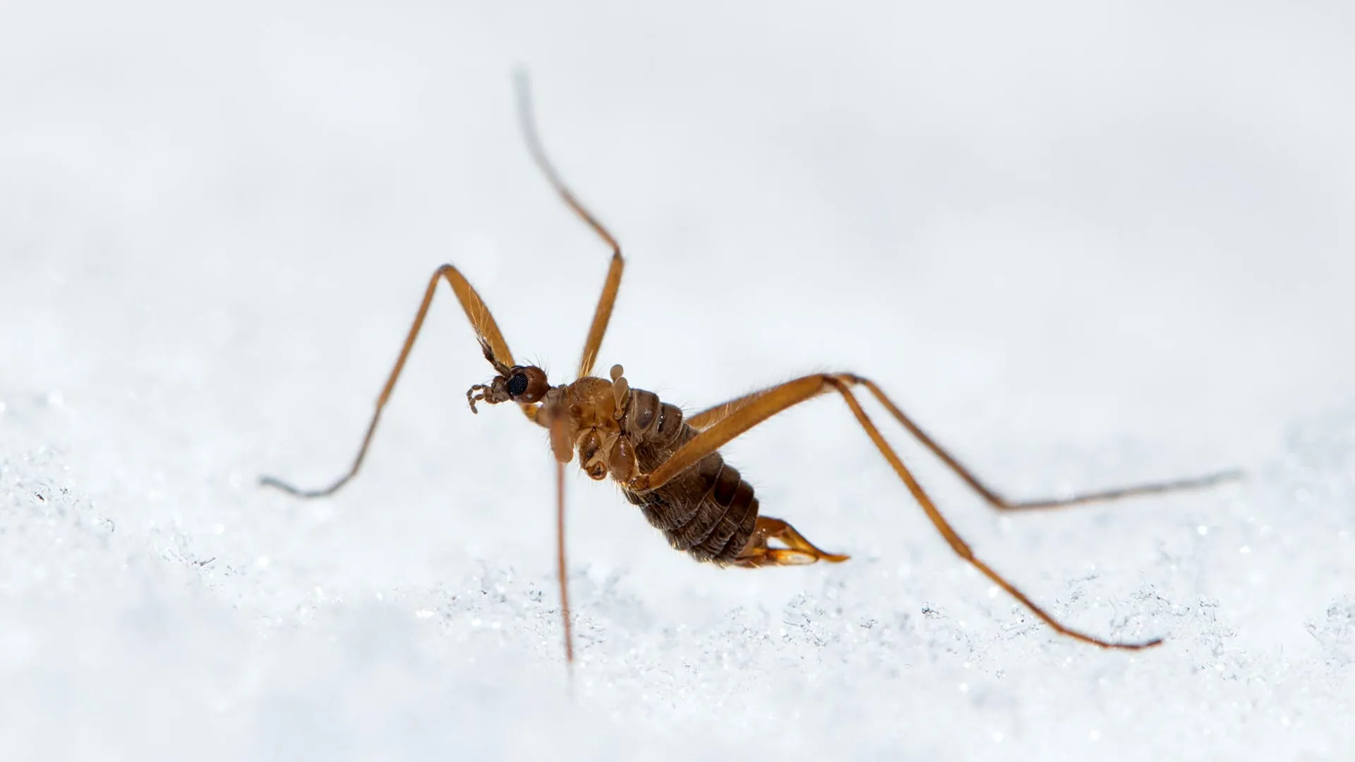 Pioneering Research Unveils a Sub-Zero Insect’s Dual Strategy for Active Survival in Extreme Cold