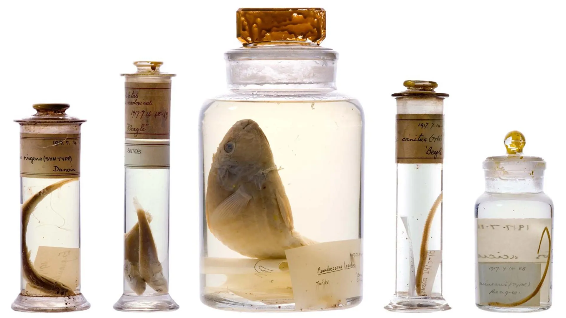 Unlocking Epochal Archives: Non-Invasive Spectroscopy Peers into Darwin’s Preserved Legacy