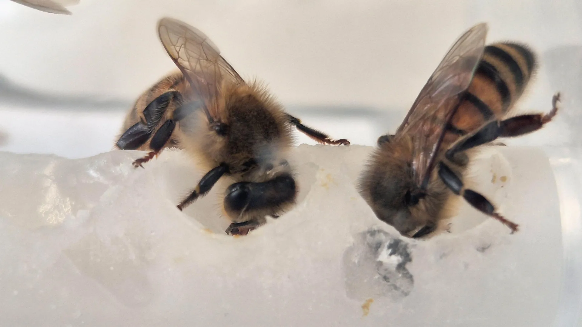Unlocking Pollinator Resilience: Engineered Nutritional Supplement Propels Bee Colony Growth Fifteen-Fold