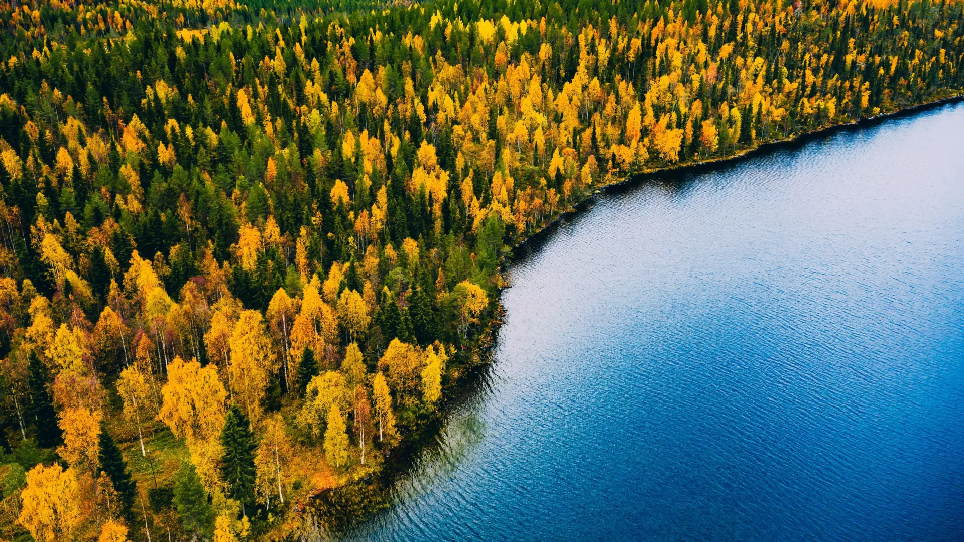 Ancient Submerged Landscape Reveals Unprecedented Early Forestation and Enduring Refugia