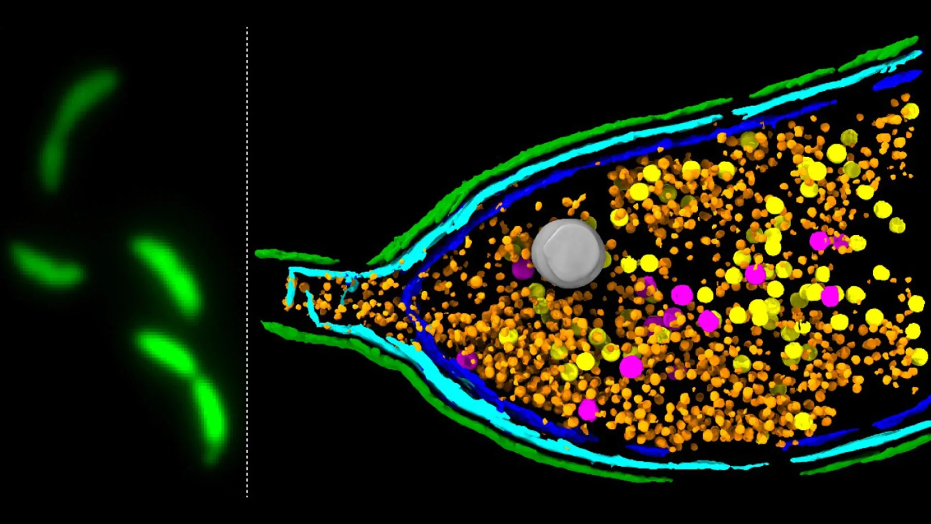 Bacterial Cell Rupture: A Repurposed Immune Mechanism Driving Antibiotic Resistance Spread