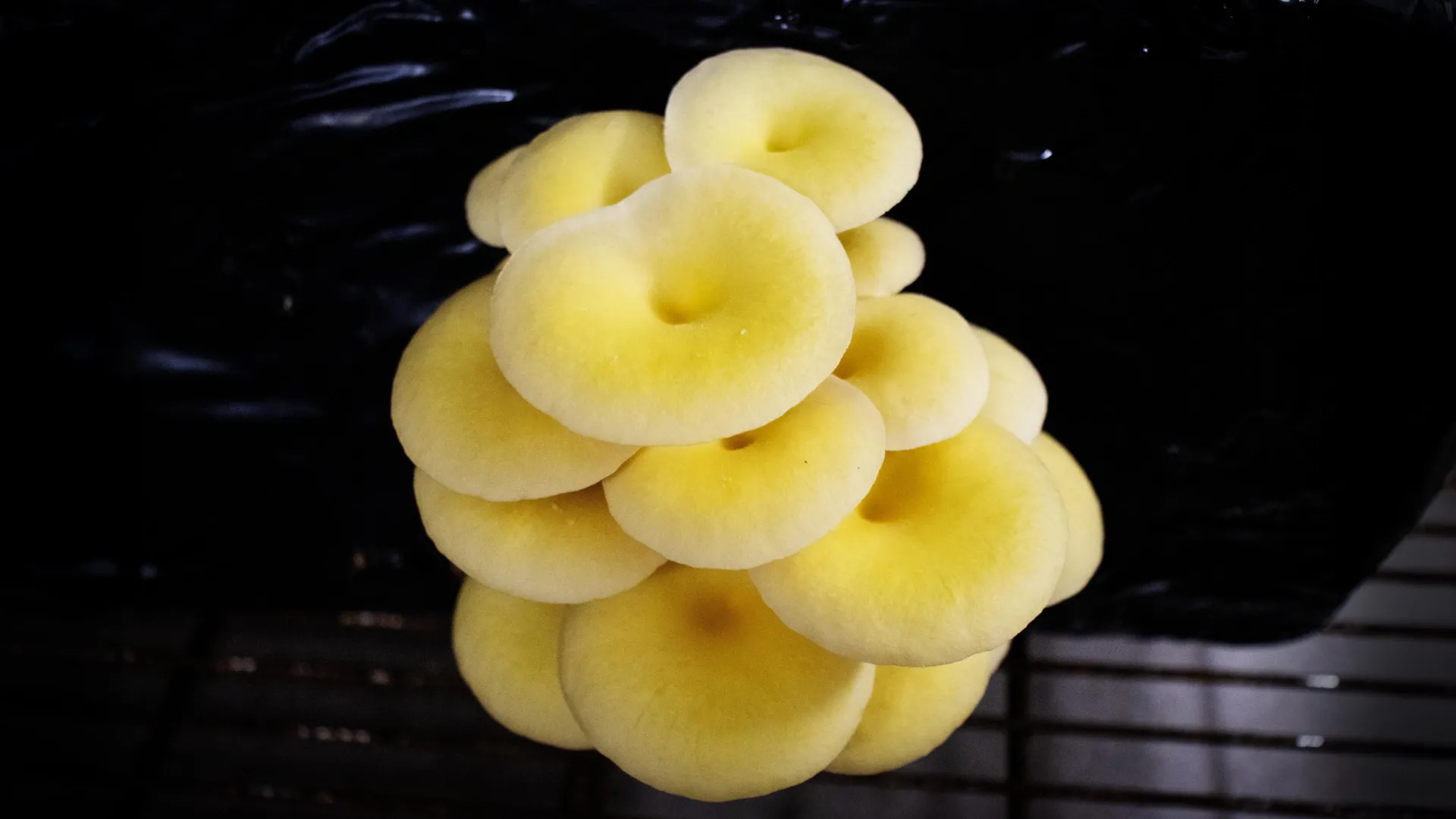Cultivated Golden Oyster Mushroom Emerges as Ecological Threat, Raising Alarms for Florida’s Forests