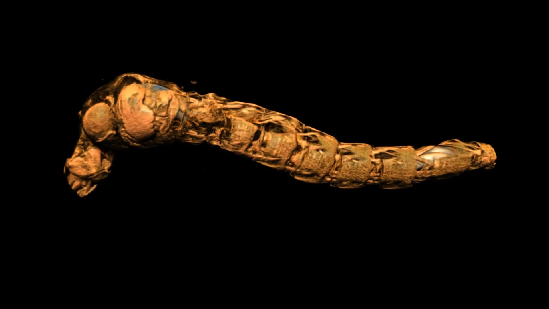 Unveiling Nature’s Hydrostatic Marvels: Deep-Dwelling Larvae Challenge Paradigms of Marine Insect Life