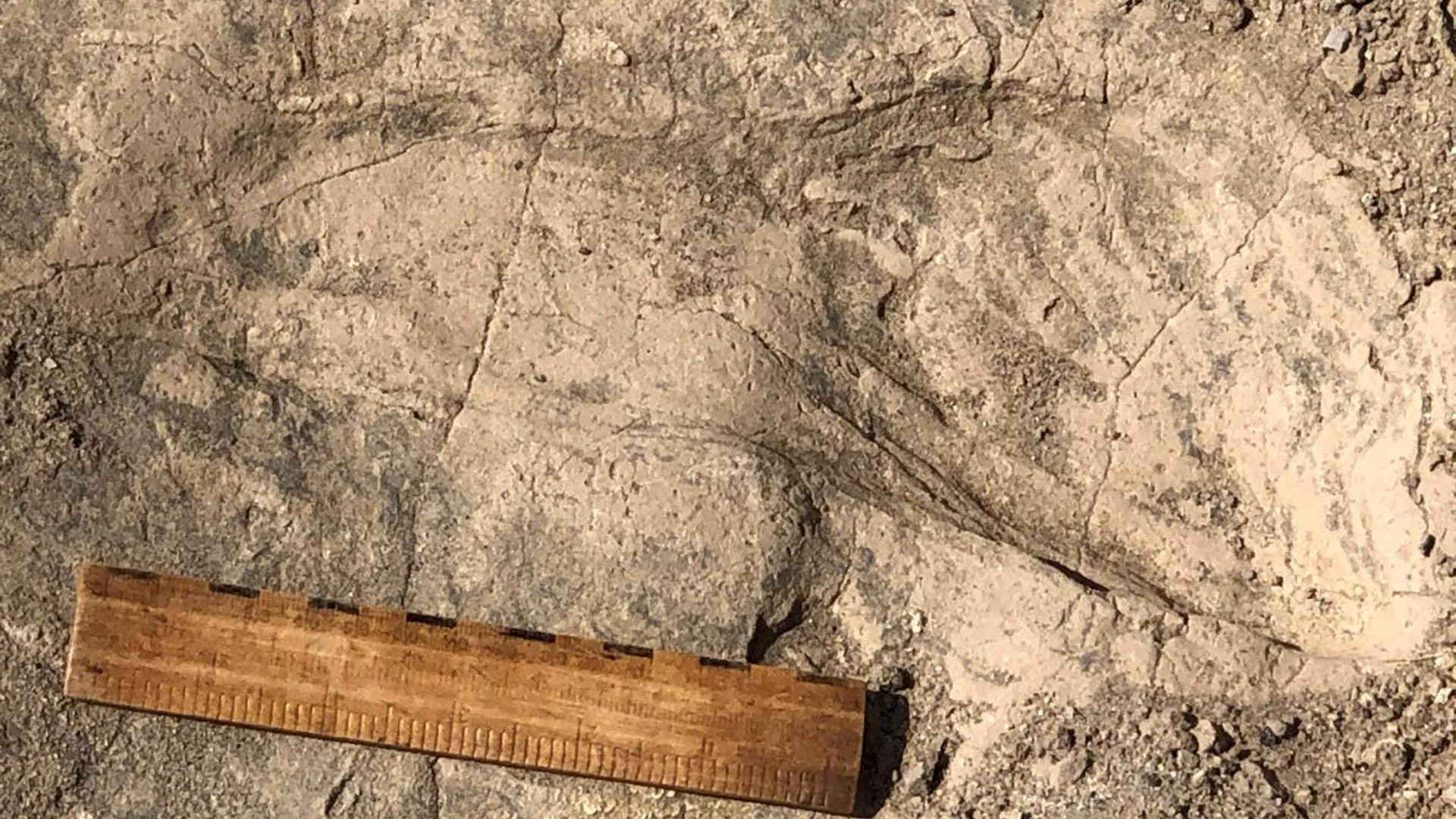 Ancient Footprints in Kenya Unveil Gigantic Proportions and Complex Social Dynamics of Early Human Relative