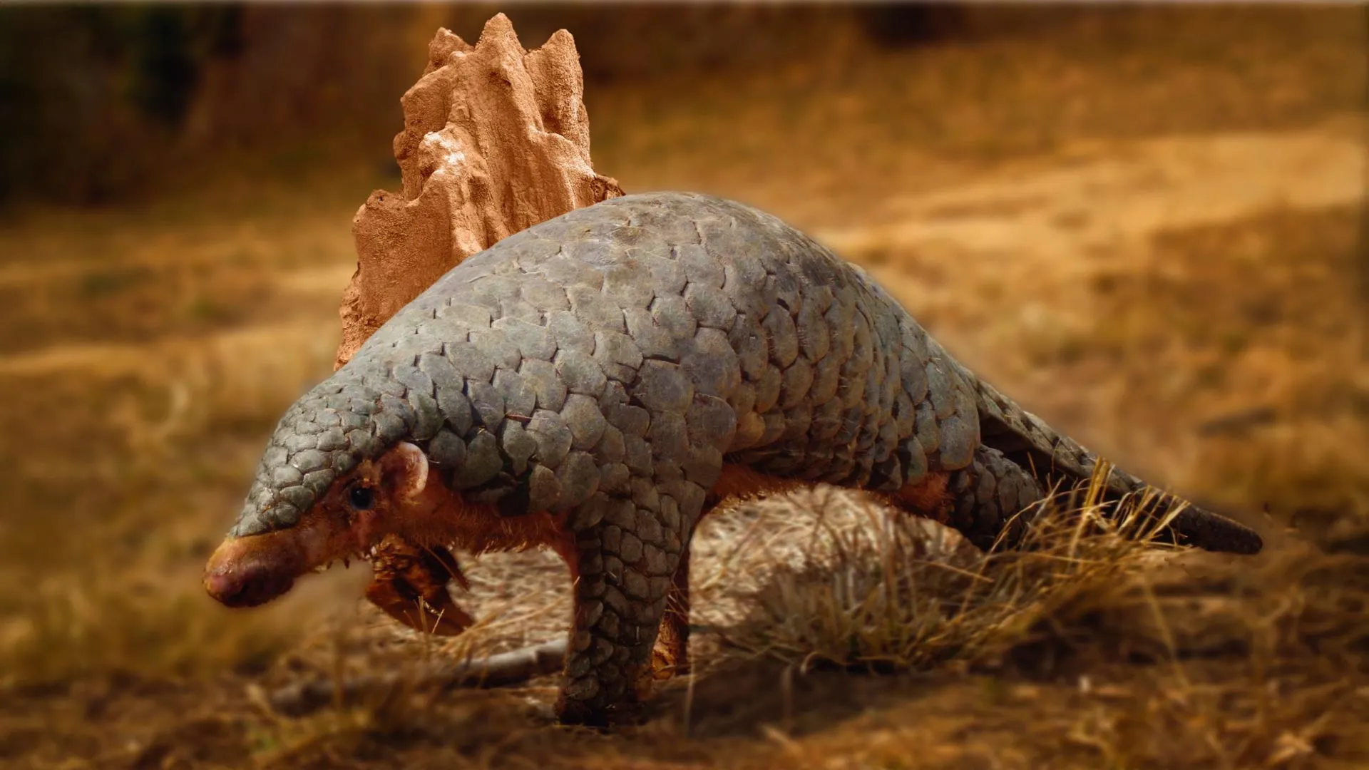 Ancient Genetic Code Unlocks Identity of Elusive Himalayan Pangolin, Bolstering Conservation Efforts