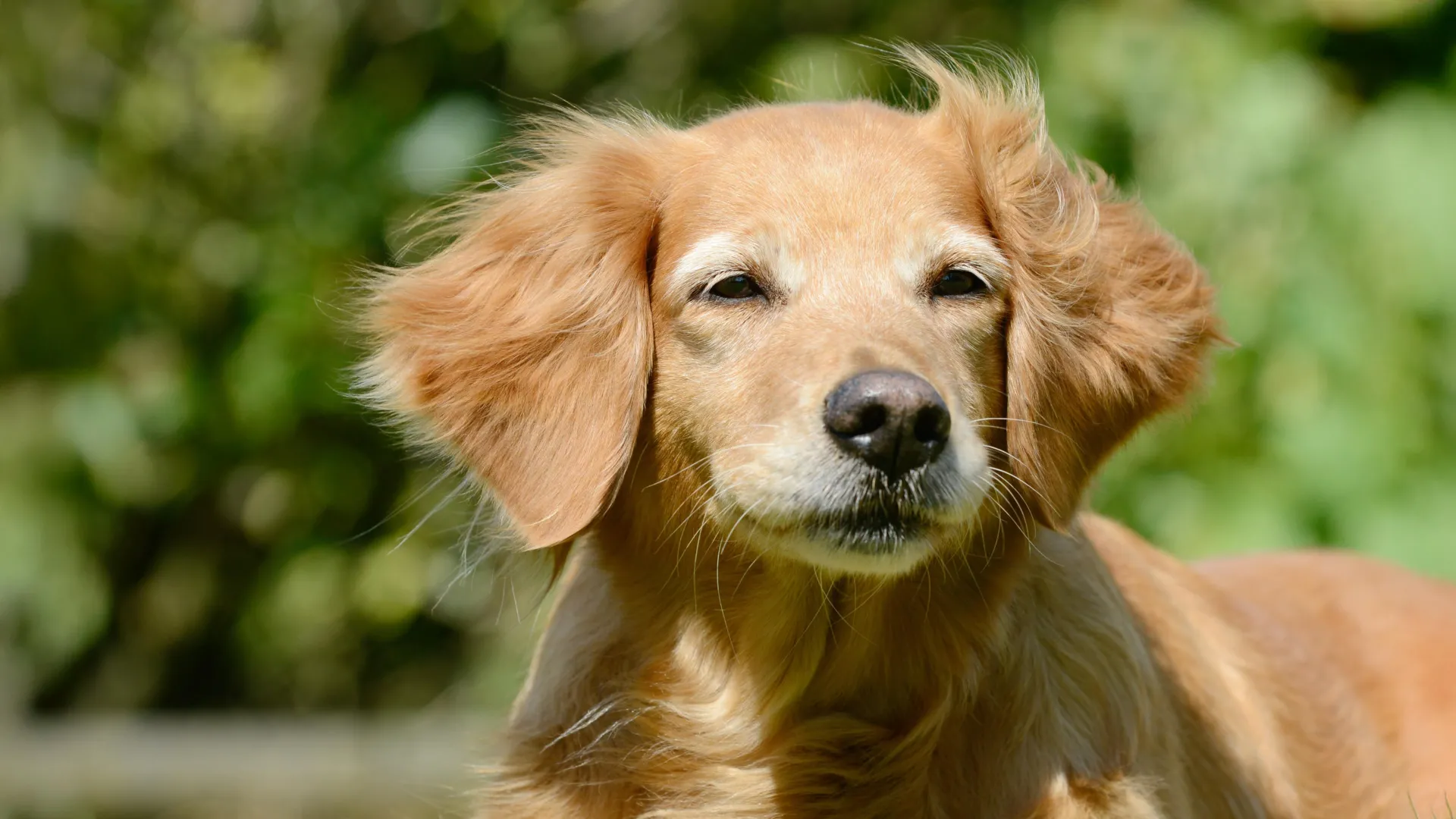 Canine Companions Offer Profound Insights into the Enigmas of Human Longevity