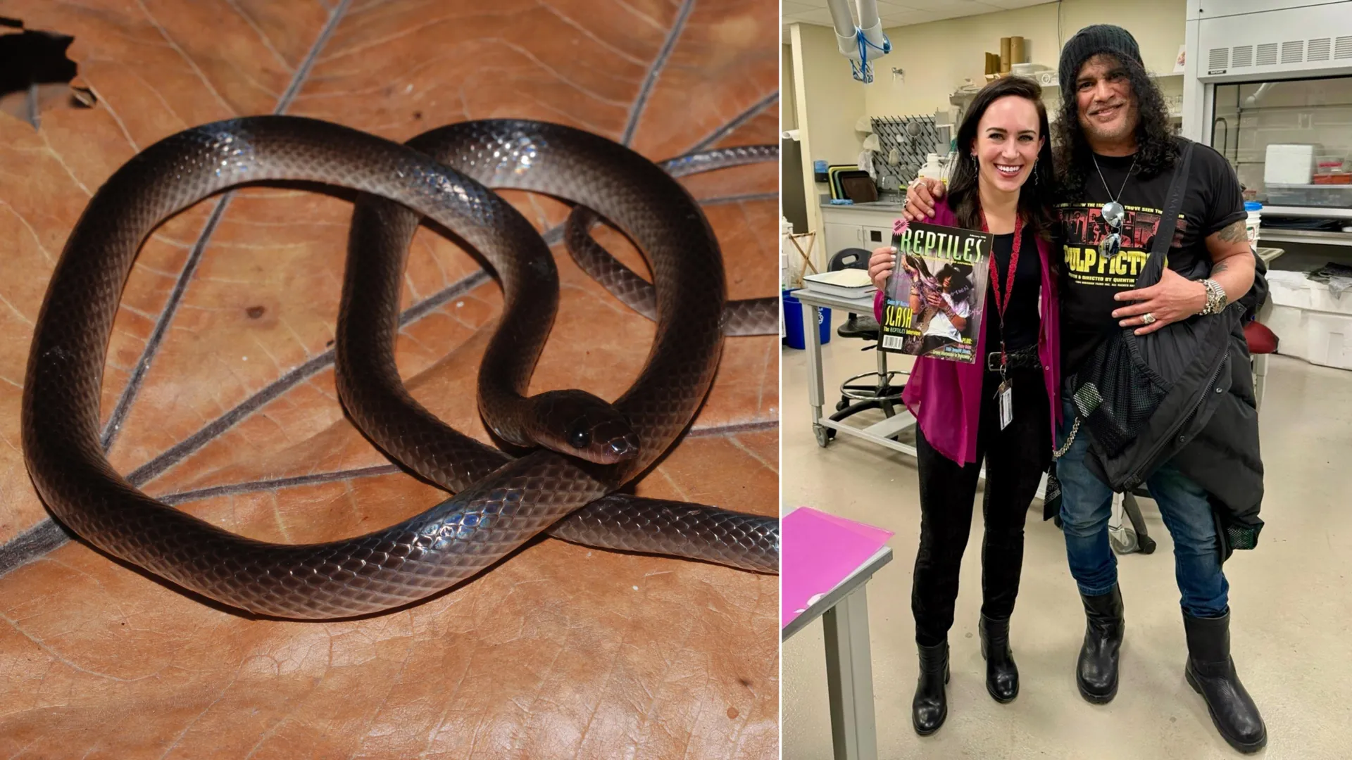 Groundbreaking Discovery: New Guinea Serpent Unveiled and Named in Tribute to Rock Icon Slash