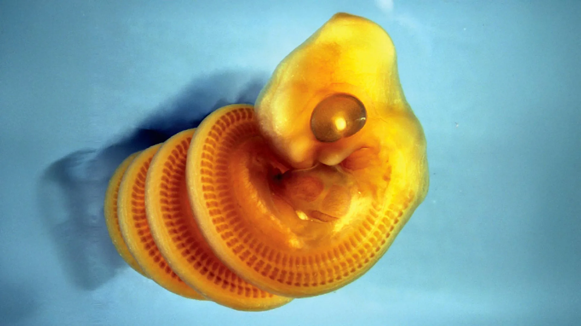 The Biomechanical Blueprint: Unraveling the Helical Development of Snake Embryos