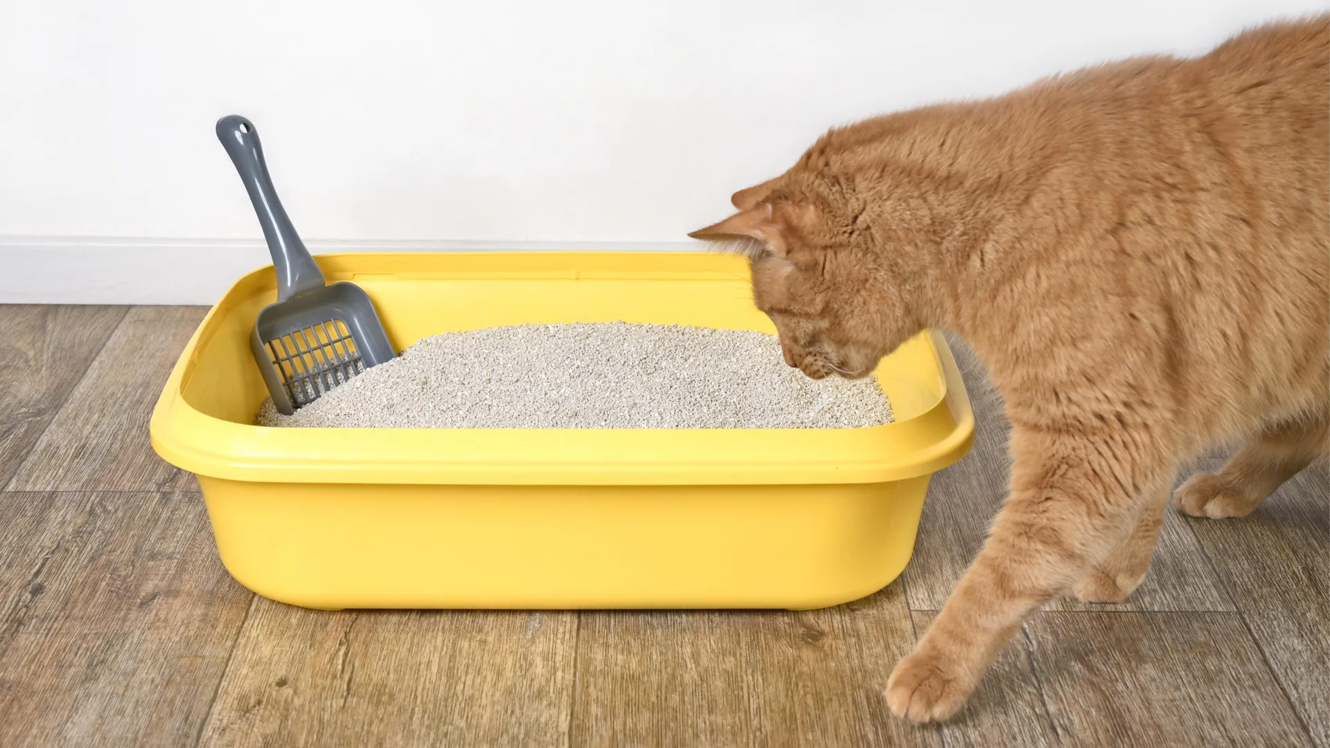 Unlocking Feline Identity: A Novel Chemical Signature Discovered in Cat Urine