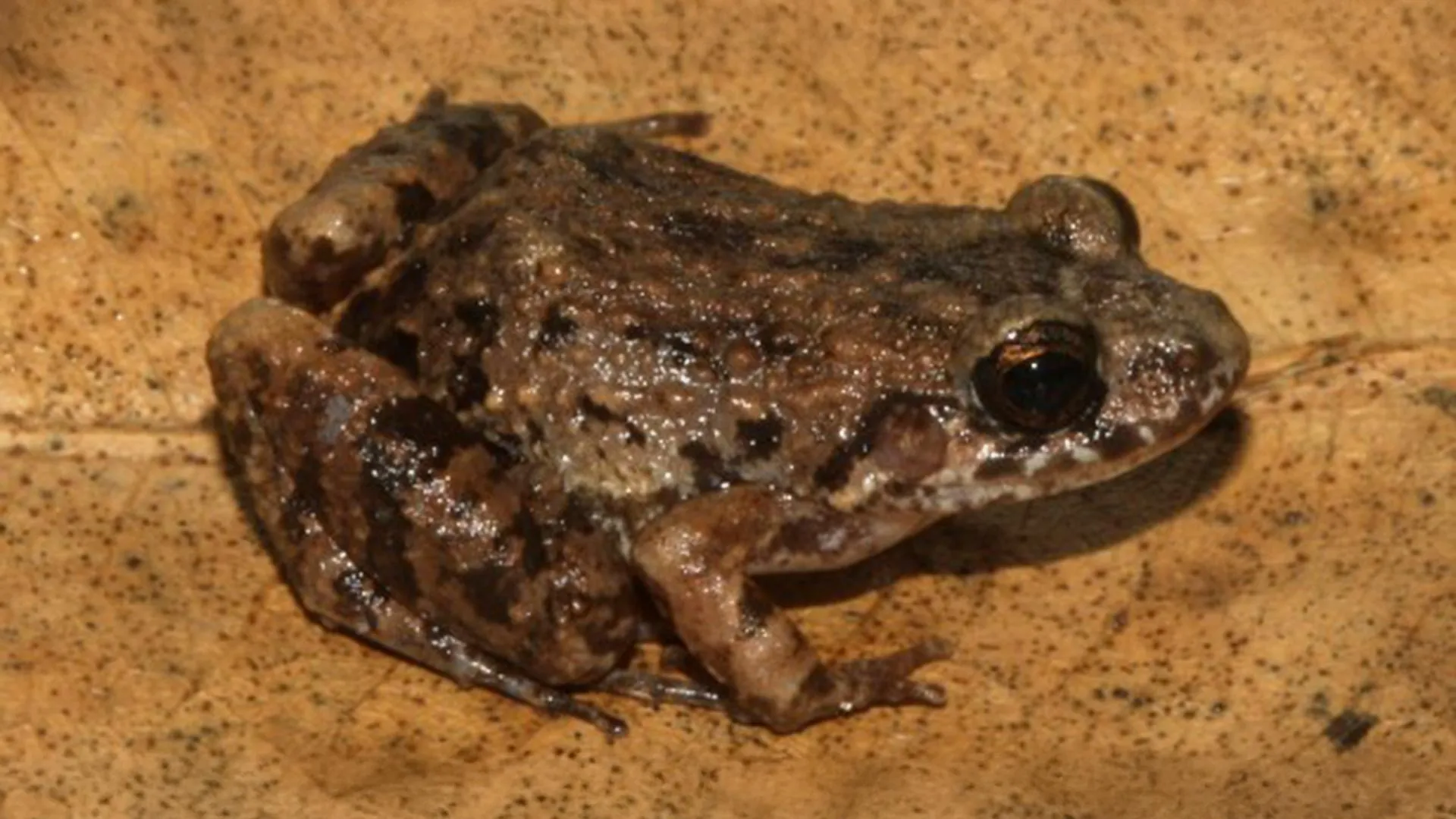 Unveiling Amazonia’s Hidden Riches: A New Cryptic Frog Species Emerges from Western Floodplains